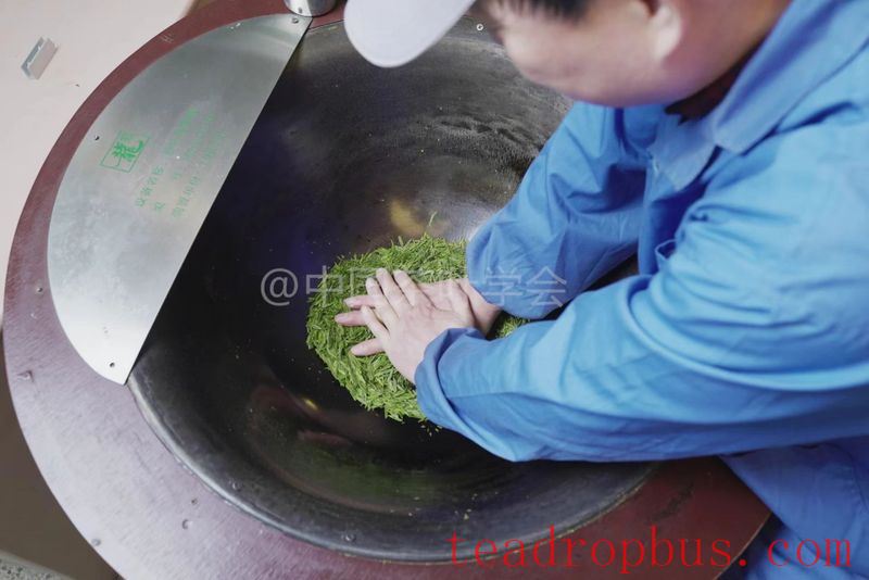 Intangible Cultural Heritage of Humanity: Traditional Chinese Tea Processing Skills - Green Tea Chapter ① – West Lake Longjing-13