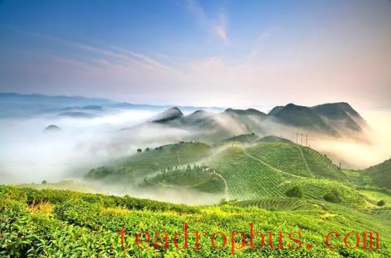 Danzhai: Fine Tea Goes Out, Beautiful Scenery Welcomes Guests-2