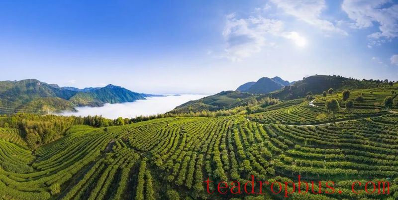 National Intangible Cultural Heritage Inheritor - Lin Hong on the Making Skills of Fruit and Flower Aromatic Black Tea-1