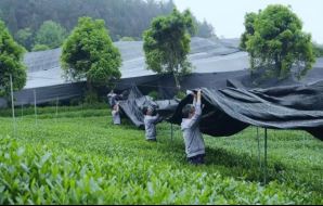 What are the impacts of meteorological disasters on the development of tea plants? With countermeasures included.-5
