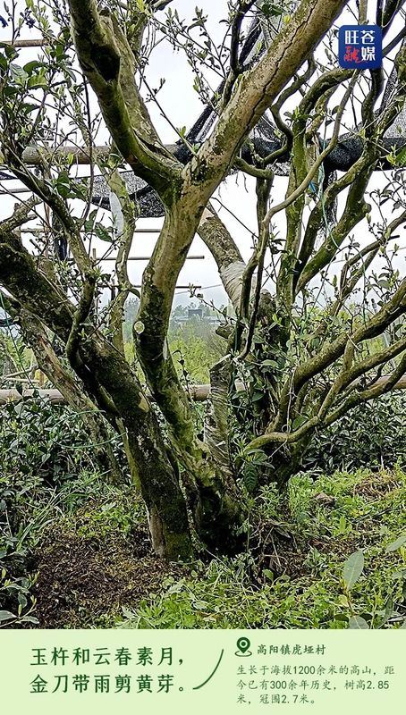 Encounter: Ancient Tea Trees in Wangcang-3