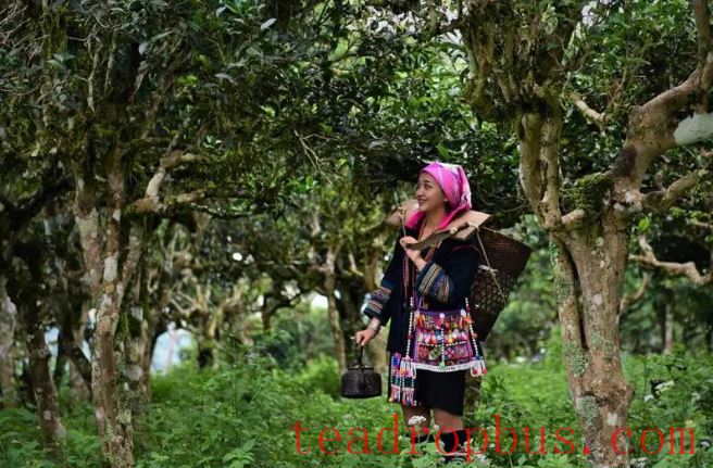 The National Times Focuses on Menghai: Crafting the Tea Narrative Together for Shared Happiness-4
