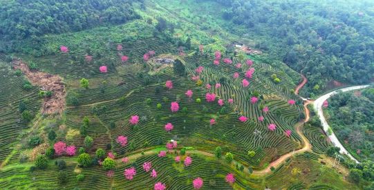 Empowering the Tea Industry through Party Building: Unleashing New Dynamics for the 