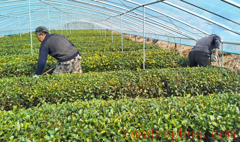 Technical Points: Spring Tea Garden Management Technical Recommendations-5
