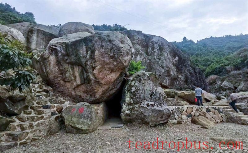 Wei Yin Tea Estate: Zen in the Aroma of Tea-7