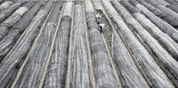 The Late Spring Cold Snap Has Arrived: Suggestions for Hubei Tea Gardens to Cope and Manage After the Disaster - Recommended to Save!-2