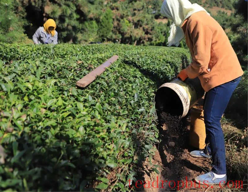 Key Technologies for Winter Protection and Management of Tea Gardens in Rizhao City-6