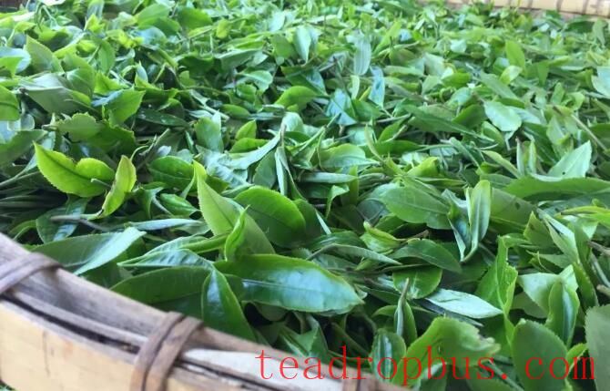 The Complete Process and Characteristics of Producing Sun-Dried Black Tea from Bada Mountain-4