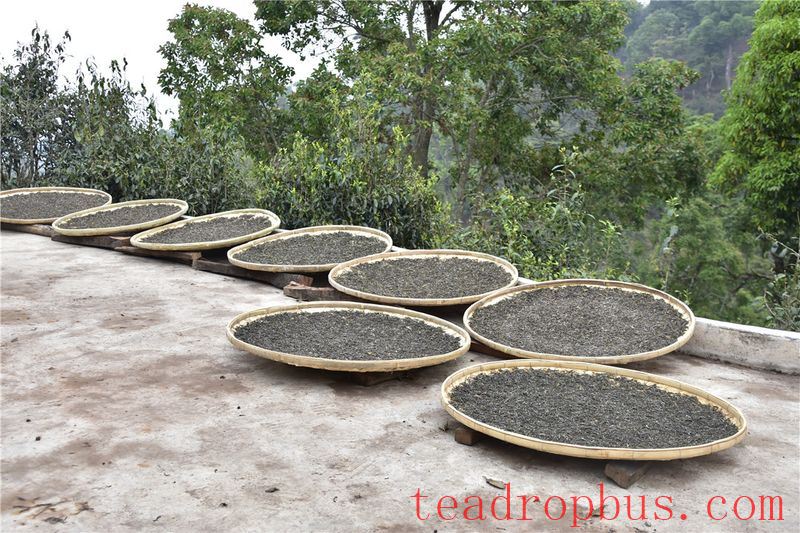 Sun-Drying: All Things Grow with the Sun, Pu'er Transforms with Sunlight-4