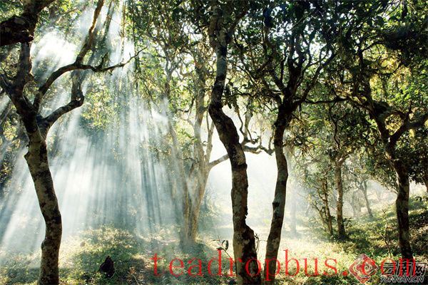Wind Rises in the Forest, Tea Aroma Spreads Far and Wide-5