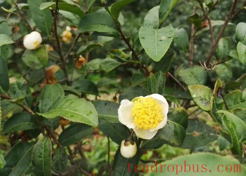 Ancient Tea Garden Management Techniques-1
