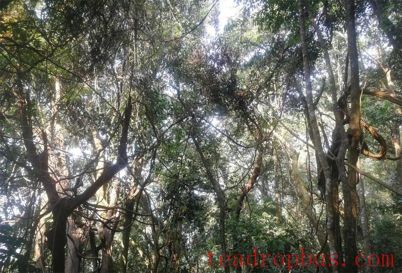 A Walk in the Tea Region of Tianba · Sanhe Society, Yiwu Village, Mengla County, Xishuangbanna Dai Autonomous Prefecture-2