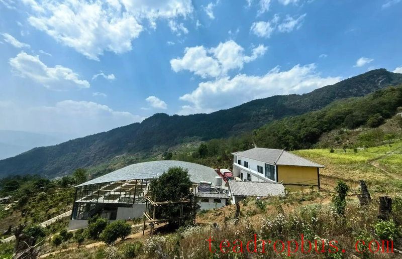 Mawan Town: The Ancient Tea Garden Area of Wenling Helps Increase Farmers' Income-1