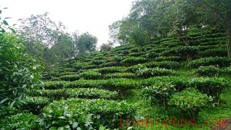 Jingdong County Plays the 'Eco-Card' in Tea Industry to Pave a Path for Farmers' Income Growth and Prosperity-4