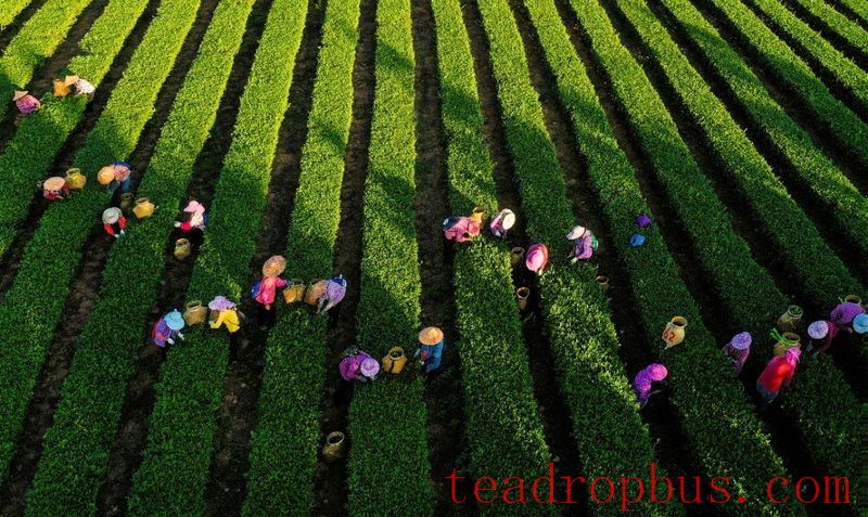 Anxi: The Capital of a Hundred Teas, Enriching the People with Each 