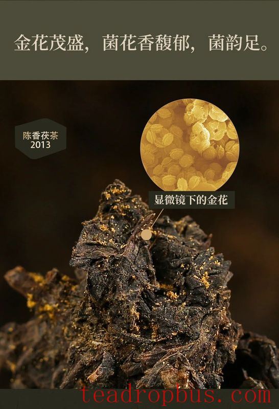 Hei Cha Fu Brick Tea: The Mysteries of the Golden Flower Fungus and Brewing Techniques-3