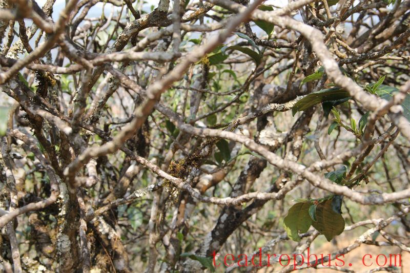 Bamunu and Zhengqitang: Outstanding Representatives of the Eastern Half Mountain, Hometown of Yunnan's Tengtiao Tea-2