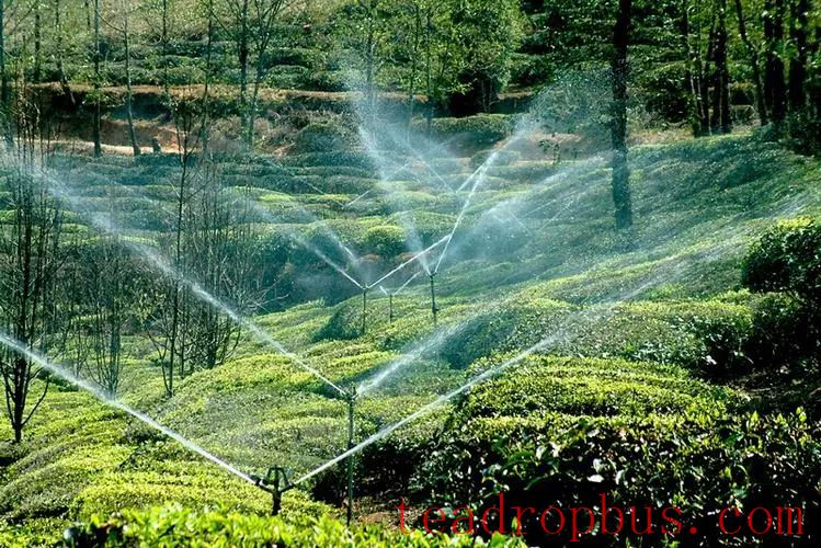 Summer Solstice Today! How Should Tea Gardens Cope with the Scorching Summer Heat?-3