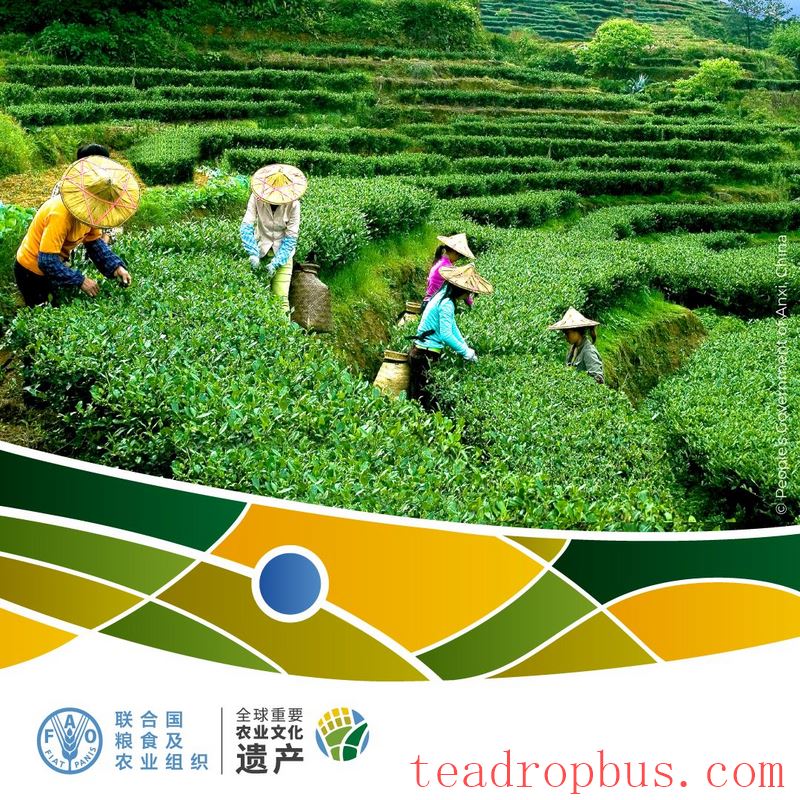 Anxi: The Capital of a Hundred Teas, Enriching the People with Each 
