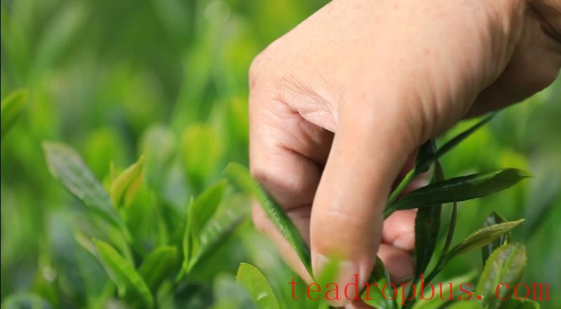 The Traditional Skills for Producing Anxi Tieguanyin Tea Successfully Included in the UNESCO Representative List of the Intangible Cultural Heritage of Humanity-2