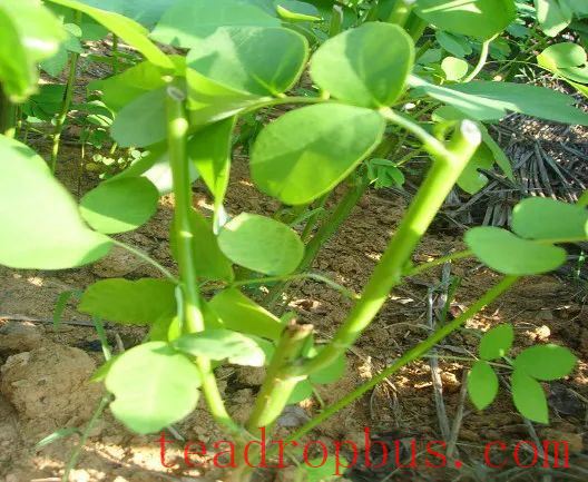 Characteristics of Summer Green Manure Varieties and Planting Techniques in Tea Gardens-2