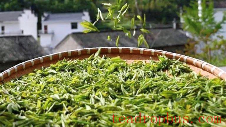 Wuyuan Green Tea Production Skills-3