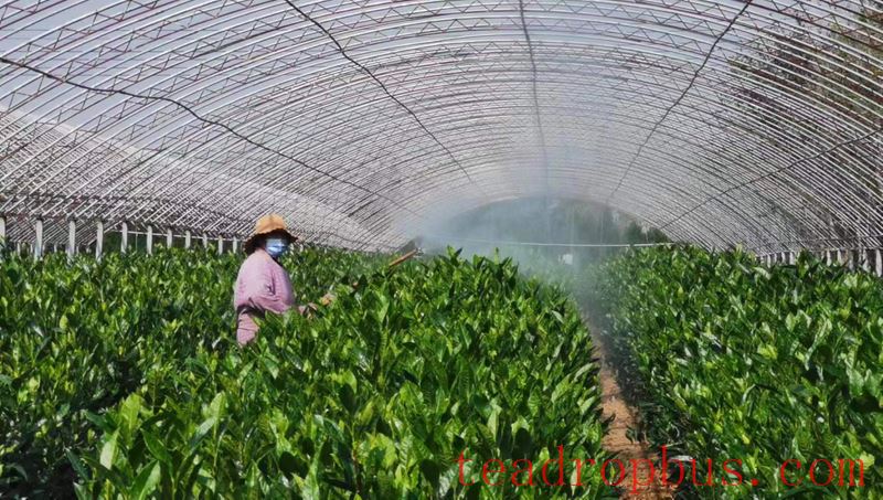Key Technologies for Winter Protection and Management of Tea Gardens in Rizhao City-4
