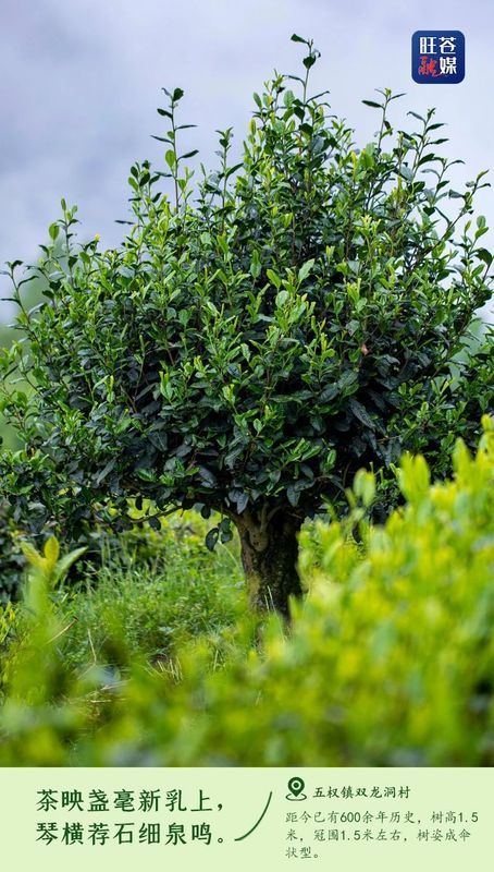 Encounter: Ancient Tea Trees in Wangcang-5