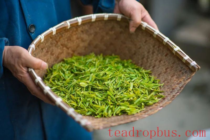 Pre-Ming Tea is as Precious as Gold, but Do You Know How to Enjoy It?-4
