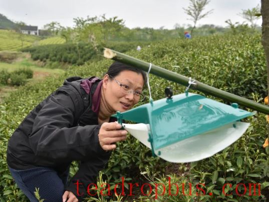 Haisu: Empowering High-Quality Development of the Tea Industry Through Cultivating 