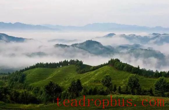 Controlling Tea Tree Pests and Diseases in an Environmentally Friendly Way: Reliable!-4