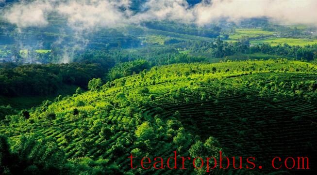 Sweet Mountain Ridges and the Fragrant Jingmai — World Heritage: The Ancient Tea Forest Cultural Landscape of Pu'er Jingmai Mountain-3