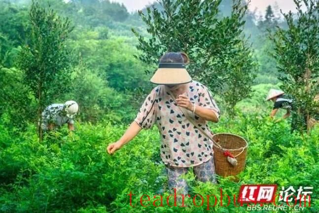 Observing the Making of Xiangxi Baicha: Do All Tea Frying Masters Have a Pair of 