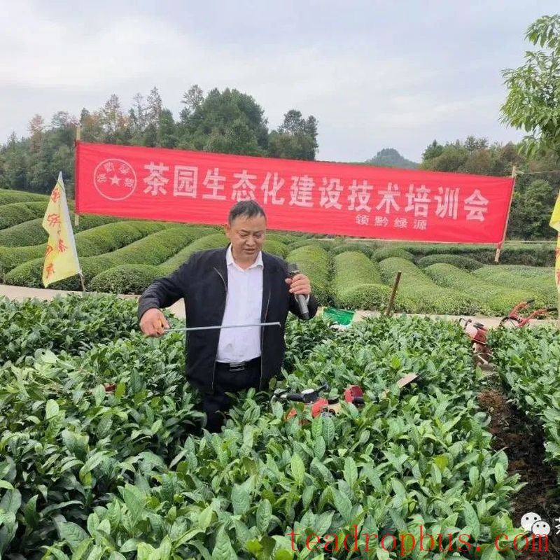 Winter Management Highlights: Tea Gardens Engaged in Autumn-Winter Management Training-16