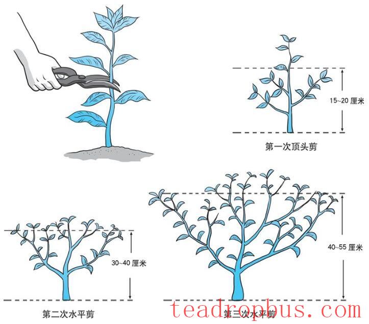 Q&A on Scientific Tea Planting: How to Prune Tea Plants?-1