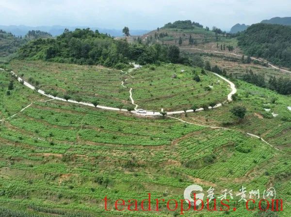 Bijie Agricultural Sciences Academy Creates a Dual Engine for the 
