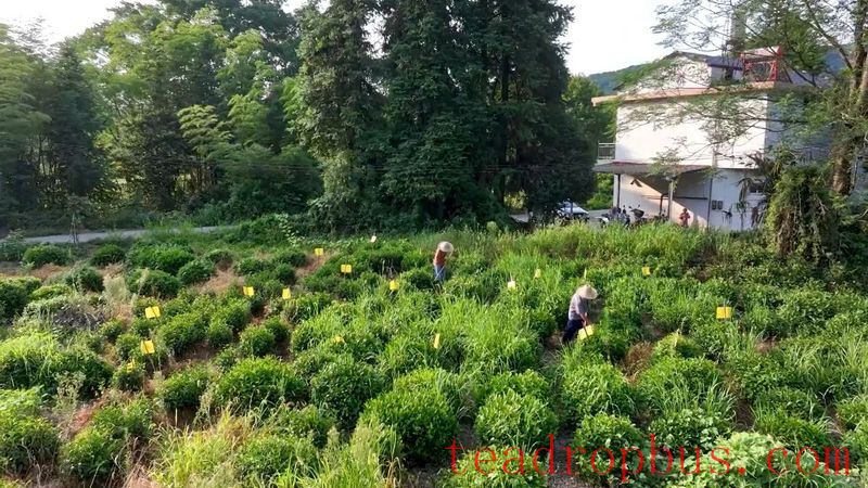 Battling the Heat and Sun: The Optimal Time for Autumn Tilling in Tea Gardens-2