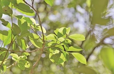 Tian Tang Mountain in Changning County: Exploring Wild Tea Trees-1