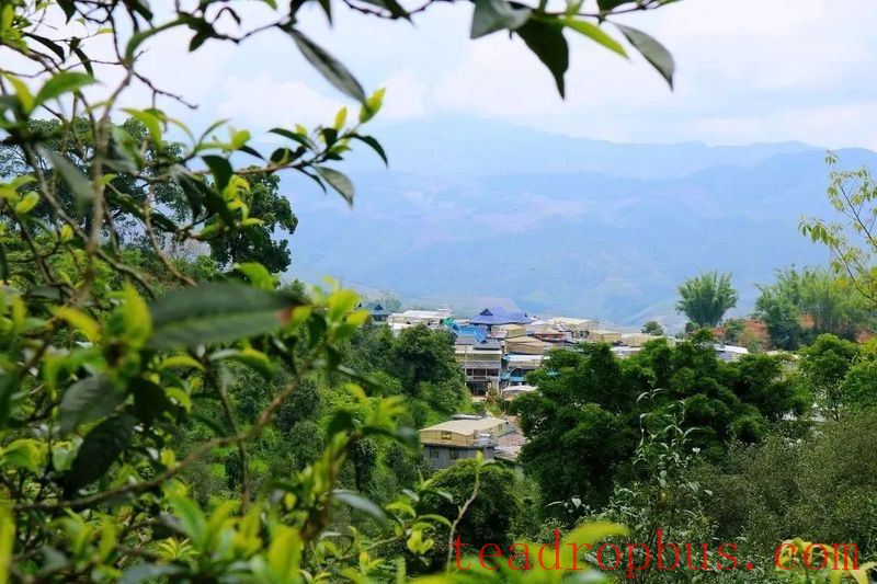 Tea-Aromatic Xishuangbanna: The Famous Pu'er Mountain of Man Nuoy-1
