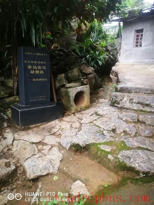 Exploring the Historical Imprints and Savoring the Aroma of Tea – Revisiting the Ancient Tea Mountain of Luoshuikong-4