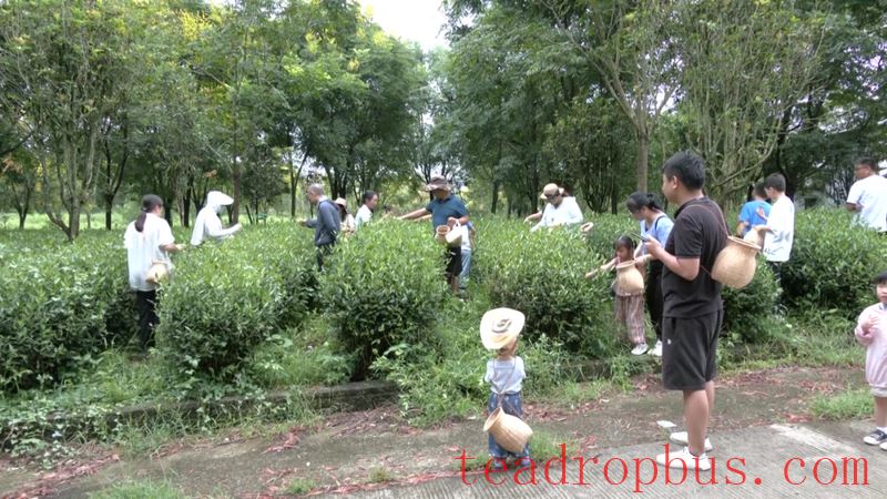 Family Bonds Strengthened at Ecological Tea Garden, Experiencing the Charm of Green Ecology-1