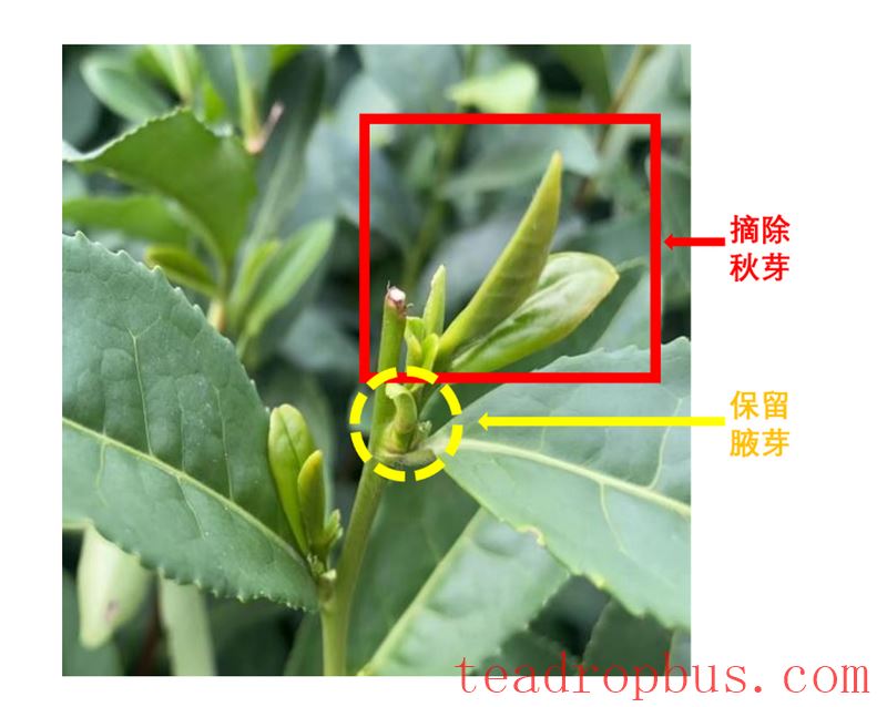Winter Tea Garden Sealing Is Timely for Tea Trees-3