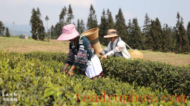 World Tea Day: Yunnan Offers You a Cup of Tea!-2