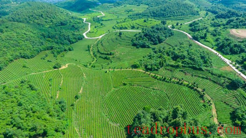 The Hometown of Tribute Tea in China — Jinsha-1