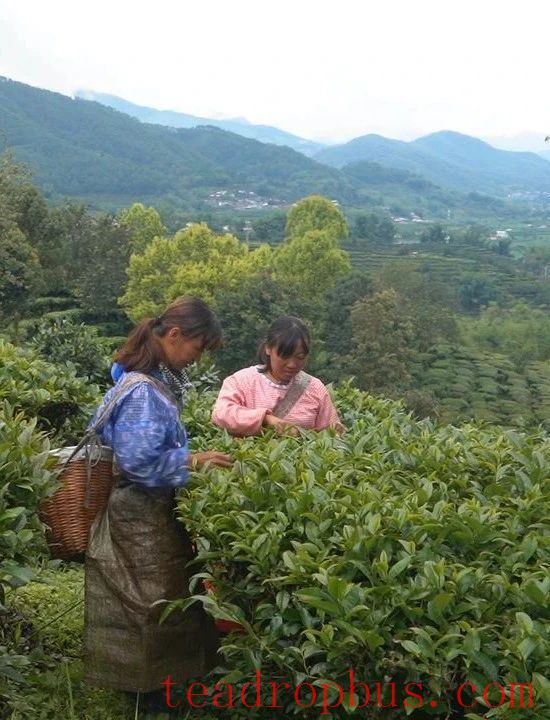 Jingdong County Plays the 'Eco-Card' in Tea Industry to Pave a Path for Farmers' Income Growth and Prosperity-5
