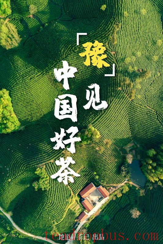 This Northern Province Was Once the Absolute Center of Chinese Tea!-1