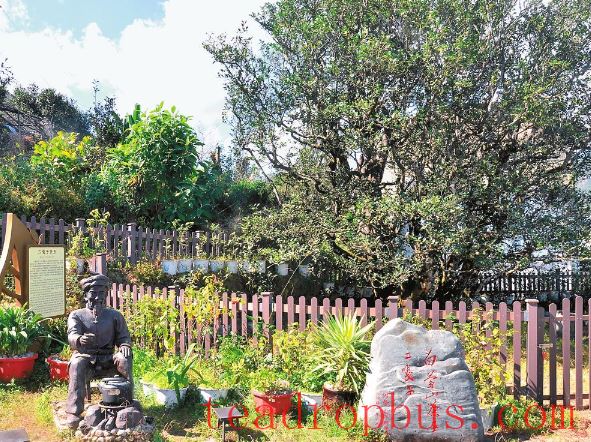 Baiying Mountain Tea Tree Evolution Natural Museum — A Treasure Trove of the World's Tea Tree Genes-1