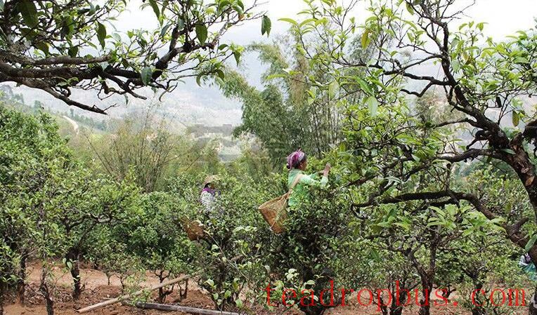 Talking About Xiaohusai, Known as a Rival to Bingdao, and the Contribution of the Lahu People to the Tea Mountain Ecosystem-4