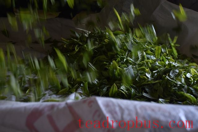Puer Raw Tea Production Process-2