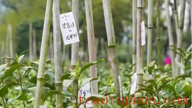 The Power of Seeds: Unveiling the “Treasure Genes” in the National Tea Germplasm Repository-4